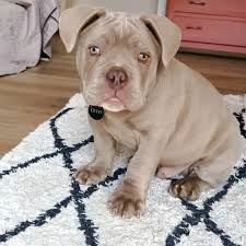 American bulldog puppies for sale​