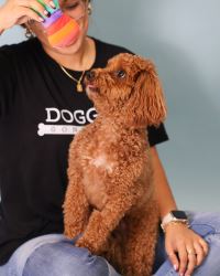 Expert Dog Grooming Services in Miami