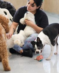 Premium Dog Daycare in Miami – Fun, Safe & Loving!  