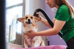 Dog Grooming in Miami - pamper your pup today 