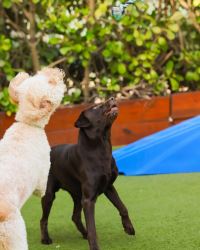 Luxury Dog Resort in Miami  make your pup happy