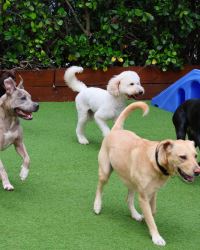 Luxury Dog Hotel near Me – Safe & Loving Care for Your Pup!