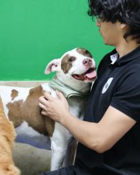 Best Puppy Daycare near me – Safe, Fun & Affordable!
