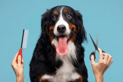 Mobile Grooming Miami: Spa-Quality Care at Your Doorstep!
