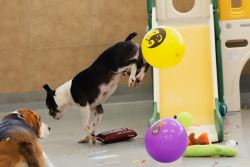 Dog Hotel near Me – Premium Care for Your Furry Friend!