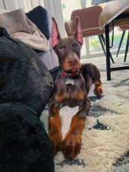 Doberman Puppies for sale 