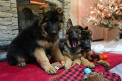 Long-Haired German Shepherd Puppies