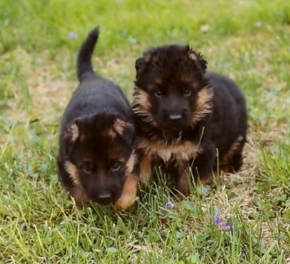 Long-Haired German Shepherd Puppies