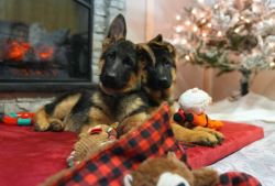 Long Haired German Shepherd Puppies