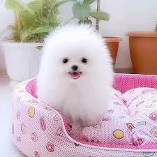 Pomeranian Puppies For Sale.