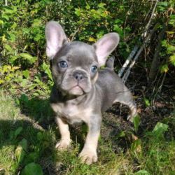 Adorable French Bulldog Puppies For Sale