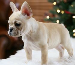 Adorable French Bulldog Puppies For Sale