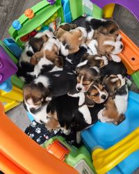 HOME RAISED BEAGLE PUPPIES FOR REHOME