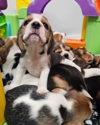 HOME RAISED BEAGLE PUPPIES FOR REHOME