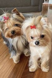 Teacup Yorkie puppies 