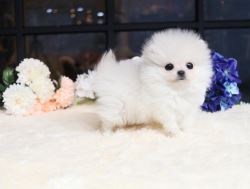 Adorable registered Pomeranians pups for new homes.