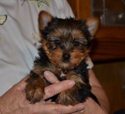 Teacup Yorkie Puppies For Adoption 