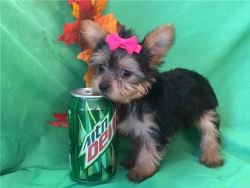 Teacup Yorkie Puppies For Adoption 