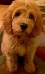 Mini Goldendoodle Breeders Near Me