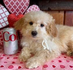 Hypoallergenic Dogs for Sale MN