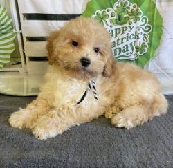 Miniature Goldendoodle Adoption