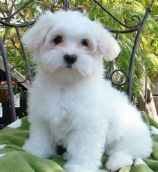 maltese puppy available