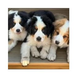 Bernese Mountain Breeders