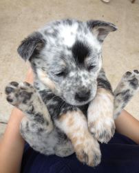 Cute Australian Cattle puppy looking for a new Home