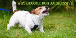 Why Become Dog Aggressive