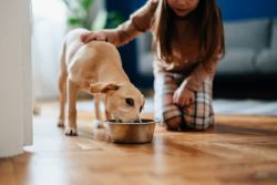 How Fresh Meals for Dogs Support Better Digestion and Energy