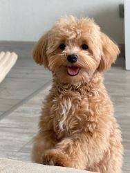 Maltipoo puppy dog for sale/Adoption. 
