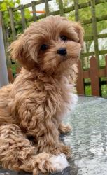 Maltipoo puppy dog for sale/Adoption. 
