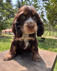 My cocker spaniel 