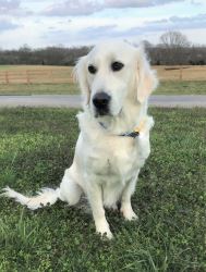 Golden Retriever Puppy Tennessee: Healthy Bred Puppies.