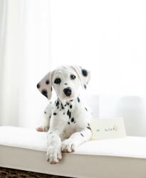 Champion-Bred AKC Dalmatian Puppies Available for Adoption 