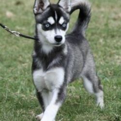 Buy Alaskan Klee Kai Online Trusted Breeders with Fast Shipp