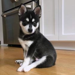 Alaskan Husky Puppies for Sale Beautiful and Loyal Companion