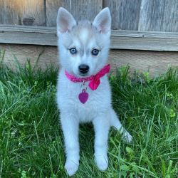 Klee Kai Puppies Find Your Perfect Puppy with Loving Tempera