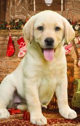 Labrador Retriever Best Dog for Your Family