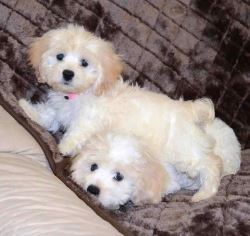 Cockapoo Puppies For Sale in Vijayawada