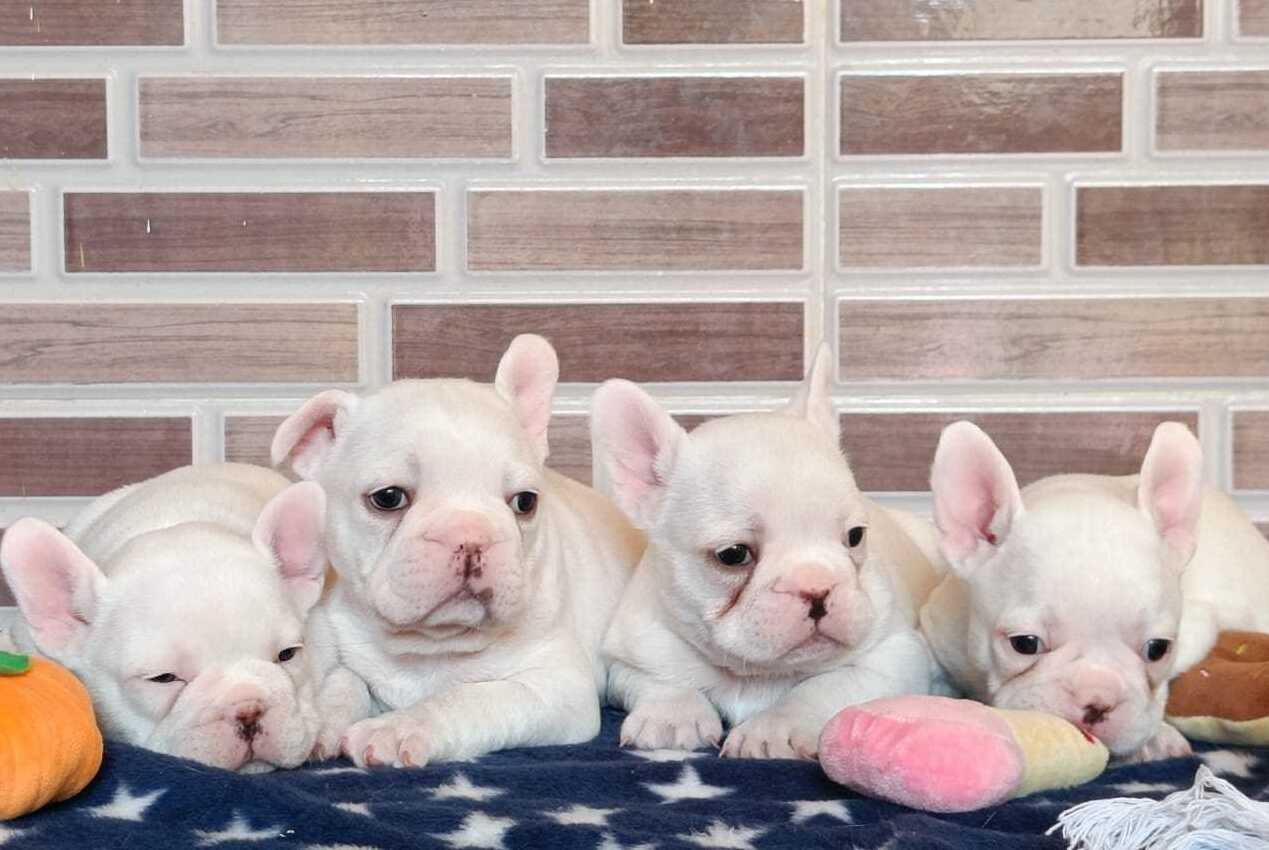 French Bulldog Puppies For Sale in Vijayawada