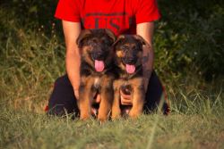 Puppy Socialization