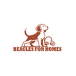 Find Joy Today Beagle Puppy to Buy from Experts