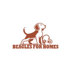 Choose Trusted Beagle Puppies Craigslist Alternatives Today