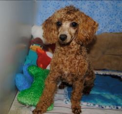 Tiny and Adorable Teacup Poodles Puppies