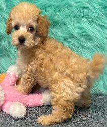 Texas-Bred Tiny Toy Poodles with Big Hearts