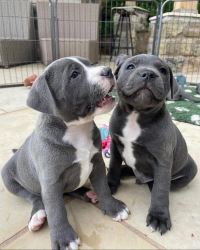 Pitbull puppies available for adoption