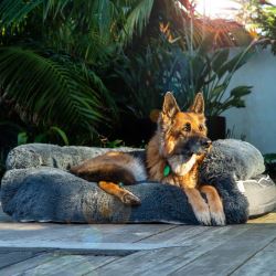 Calming Beds for Dogs