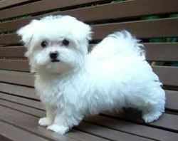 maltese puppy shop online 