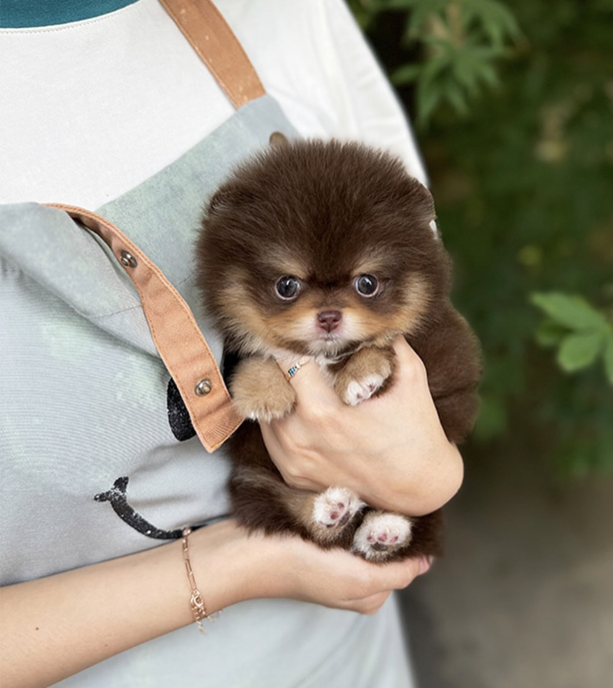 Pomeranian Puppies For Adoption